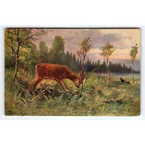Signed Muller 1913 Artist Postcard Deer in Forest Landscape